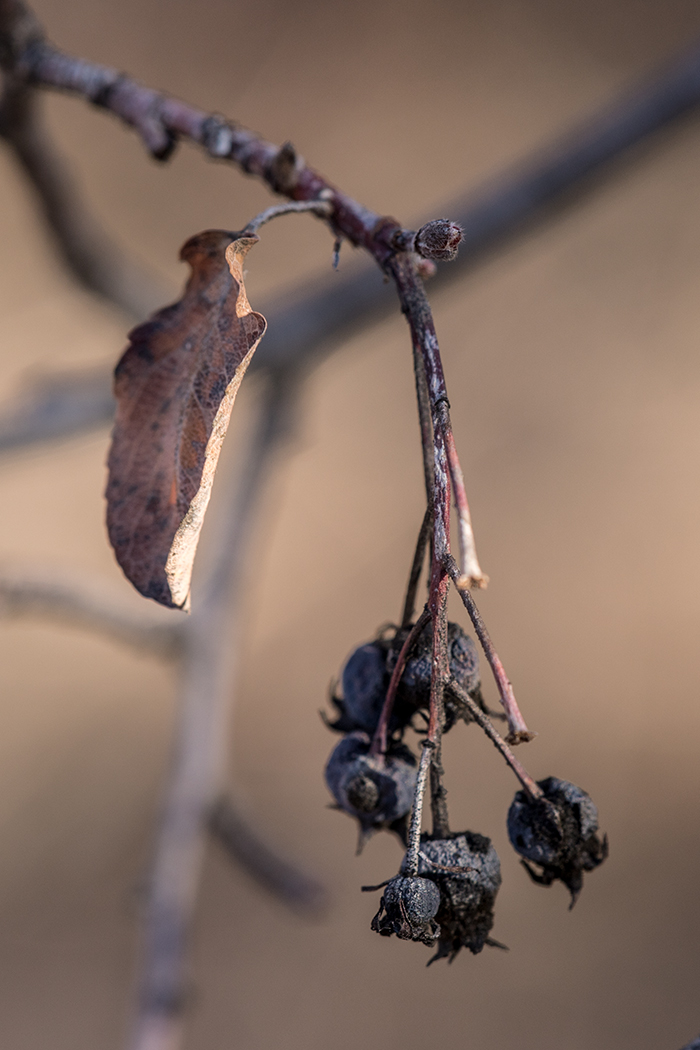 Изображение особи Amelanchier ovalis.