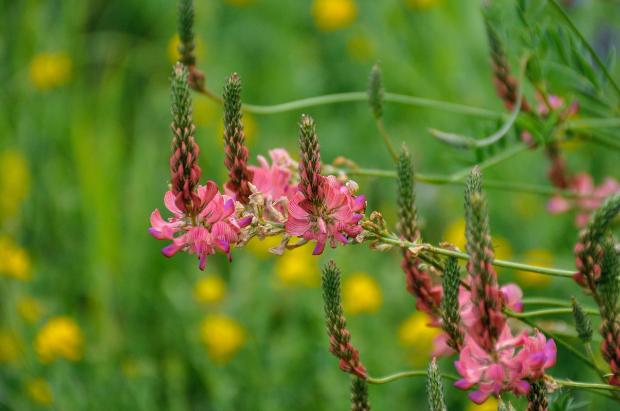 Изображение особи Onobrychis sibirica.