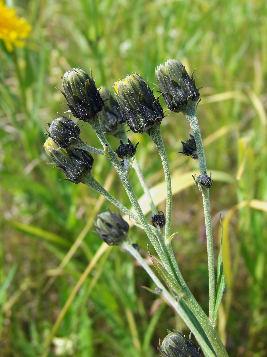 Image of Hieracium umbellatum specimen.