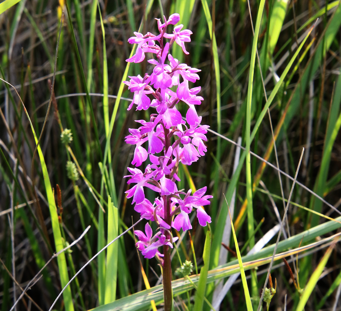 Image of Anacamptis laxiflora ssp. elegans specimen.