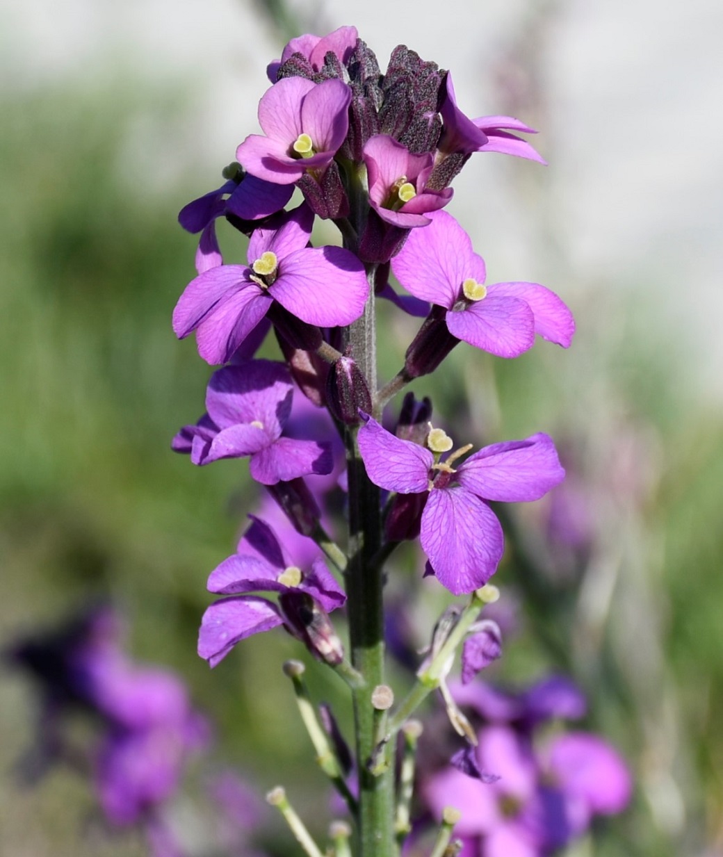 Image of Erysimum scoparium specimen.