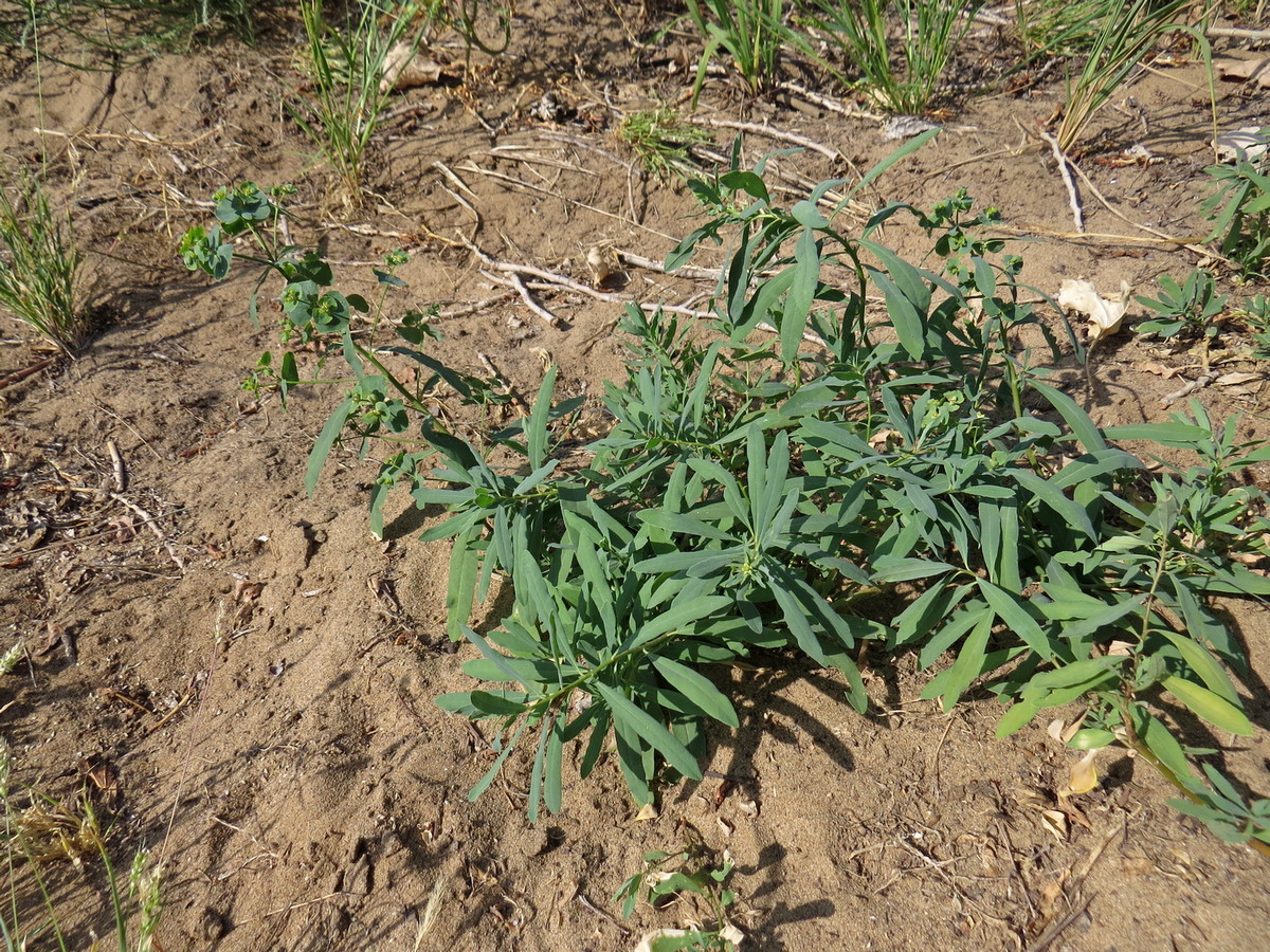 Image of genus Euphorbia specimen.