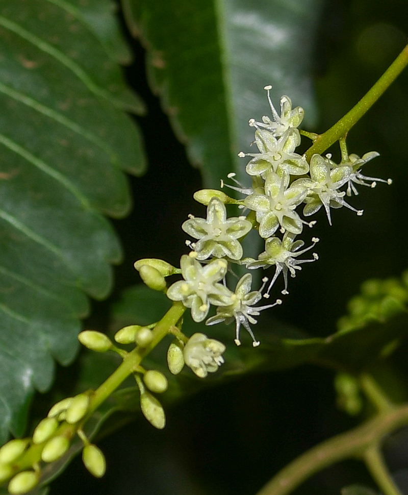 Image of Anredera cordifolia specimen.