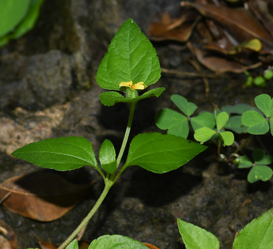 Изображение особи Calyptocarpus vialis.