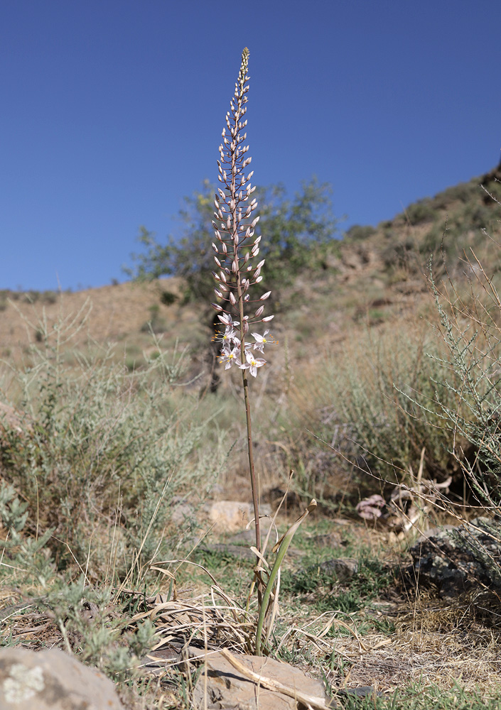 Изображение особи Eremurus olgae.