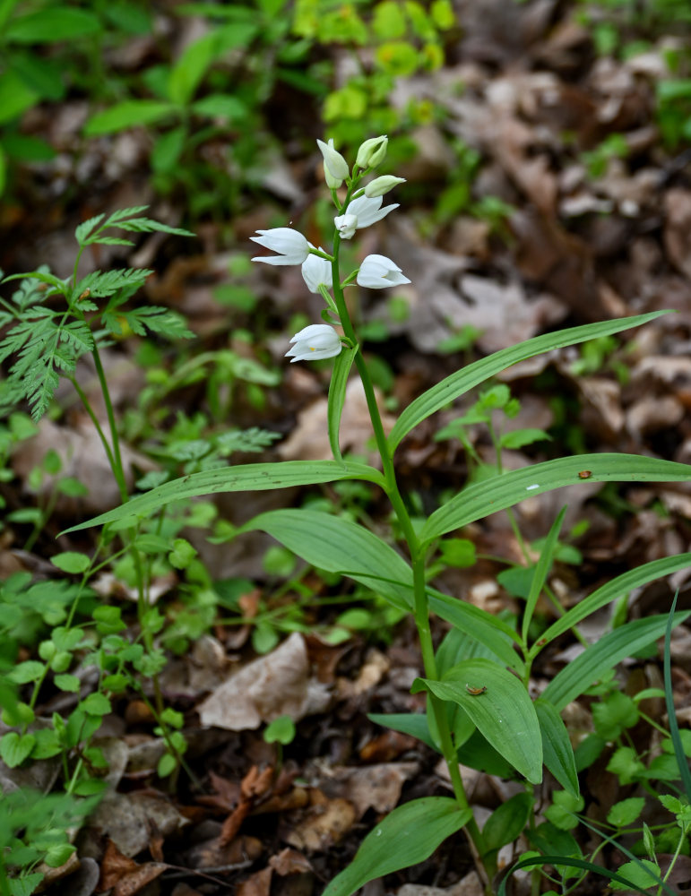 Image of Cephalanthera longifolia specimen.