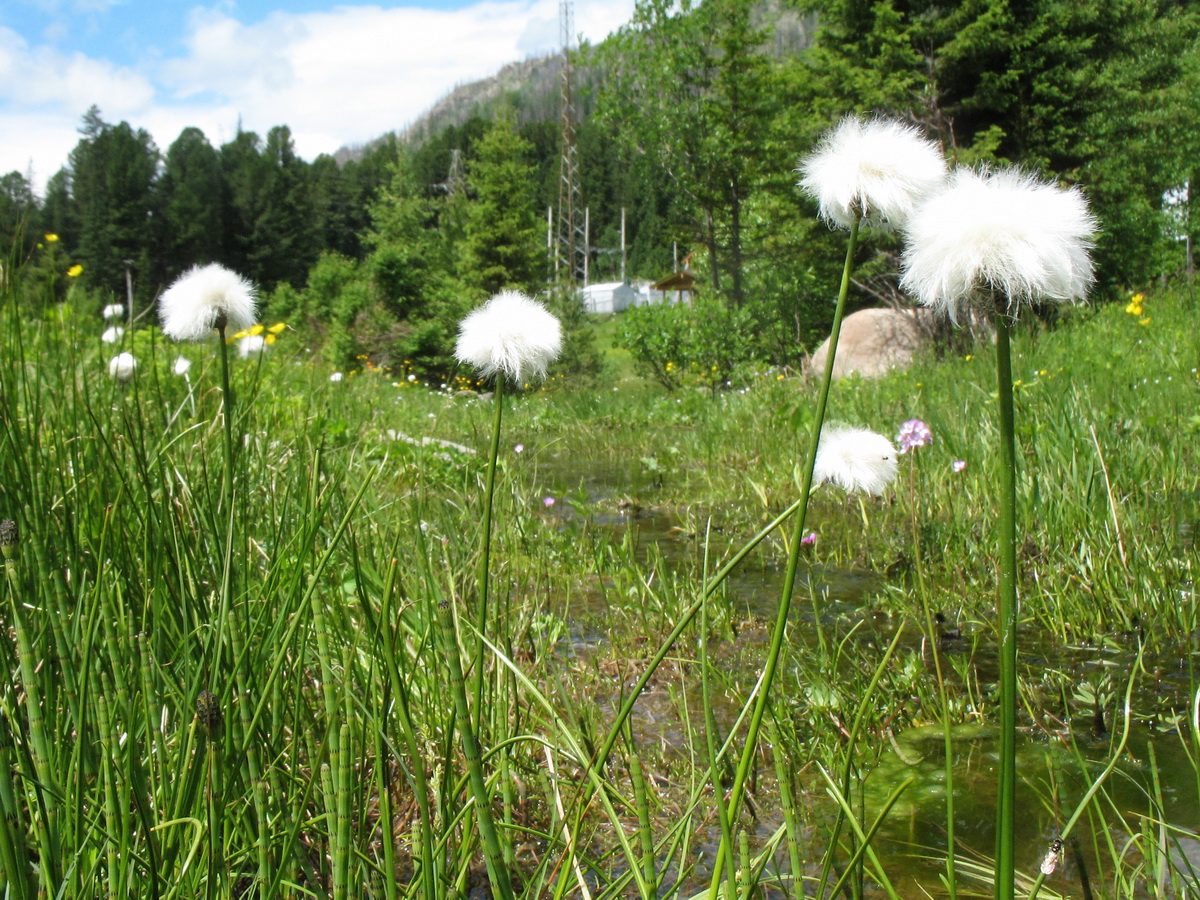 Image of Eriophorum scheuchzeri specimen.