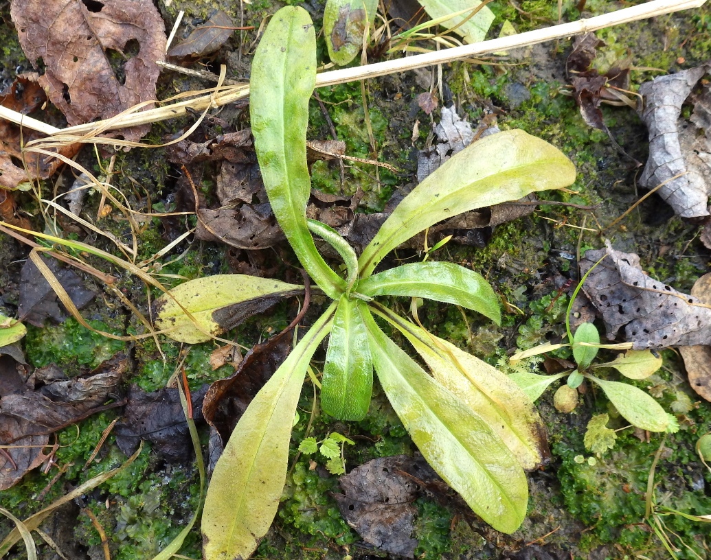 Изображение особи Myosotis palustris.