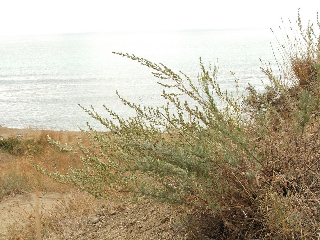 Image of Artemisia marschalliana specimen.