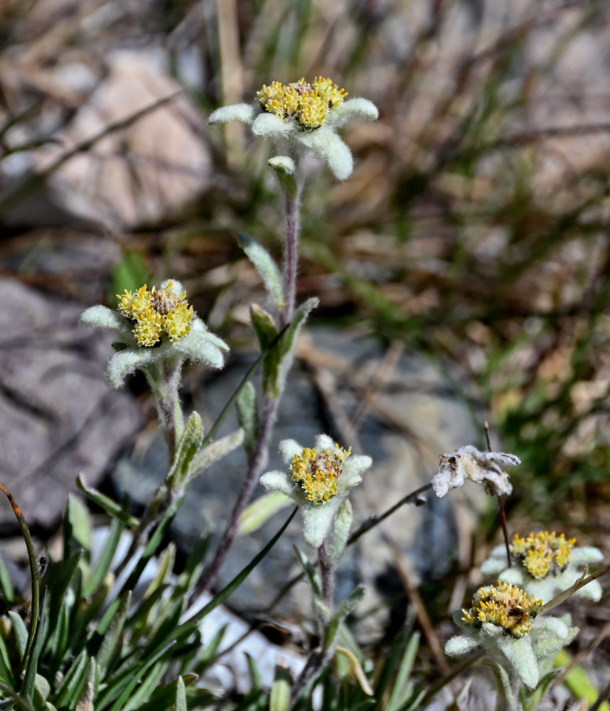 Image of genus Leontopodium specimen.