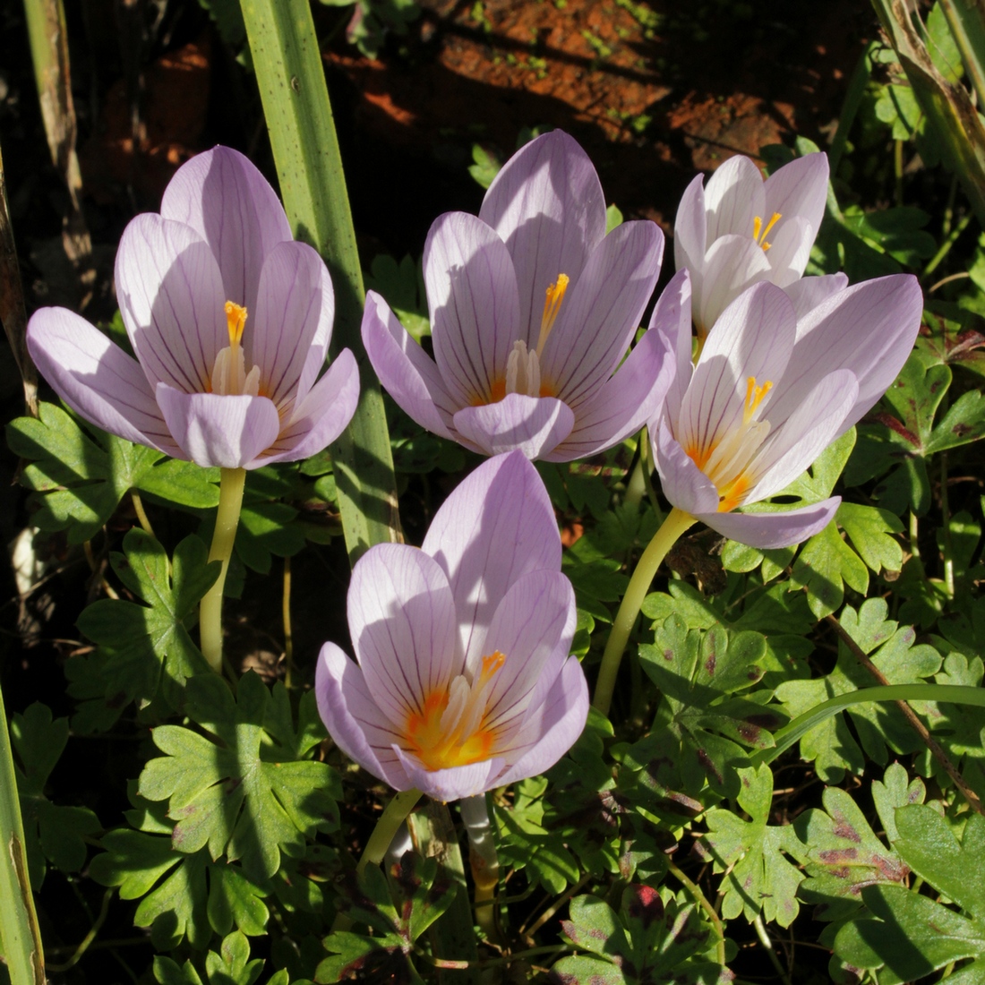 Image of Crocus kotschyanus specimen.