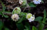 Melandrium latifolium. Цветок и формирующиеся плоды. Северная Осетия, Пригородный р-н, окр. с. Даргавс, ≈ 1400 м н.у.м., каменистый участок лугового склона. 23.07.2022.