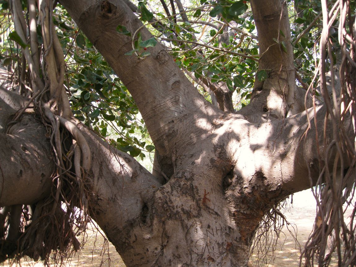 Image of Ficus benghalensis specimen.