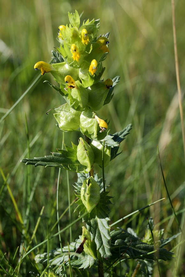 Image of Rhinanthus groenlandicus specimen.