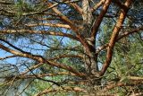 Pinus sylvestris. Часть ствола и ветви в средней части кроны взрослого дерева. Псковская обл., Невельский р-н, окр. дер. Худоярово, побережье оз. Езерище, гребень высокой гряды, роща из сосны (Pinus sylvestris). 02.05.2024.