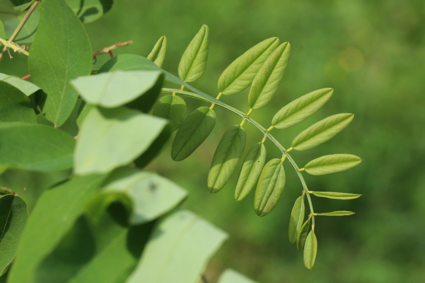 Image of genus Robinia specimen.