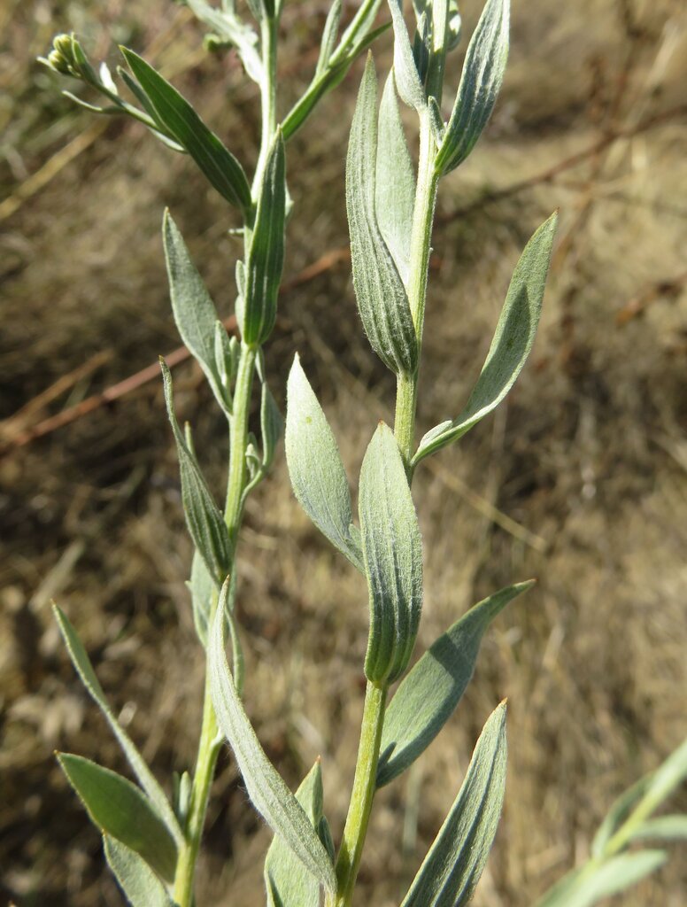 Image of Galatella cana specimen.