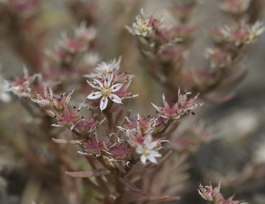 Изображение особи Sedum hispanicum.