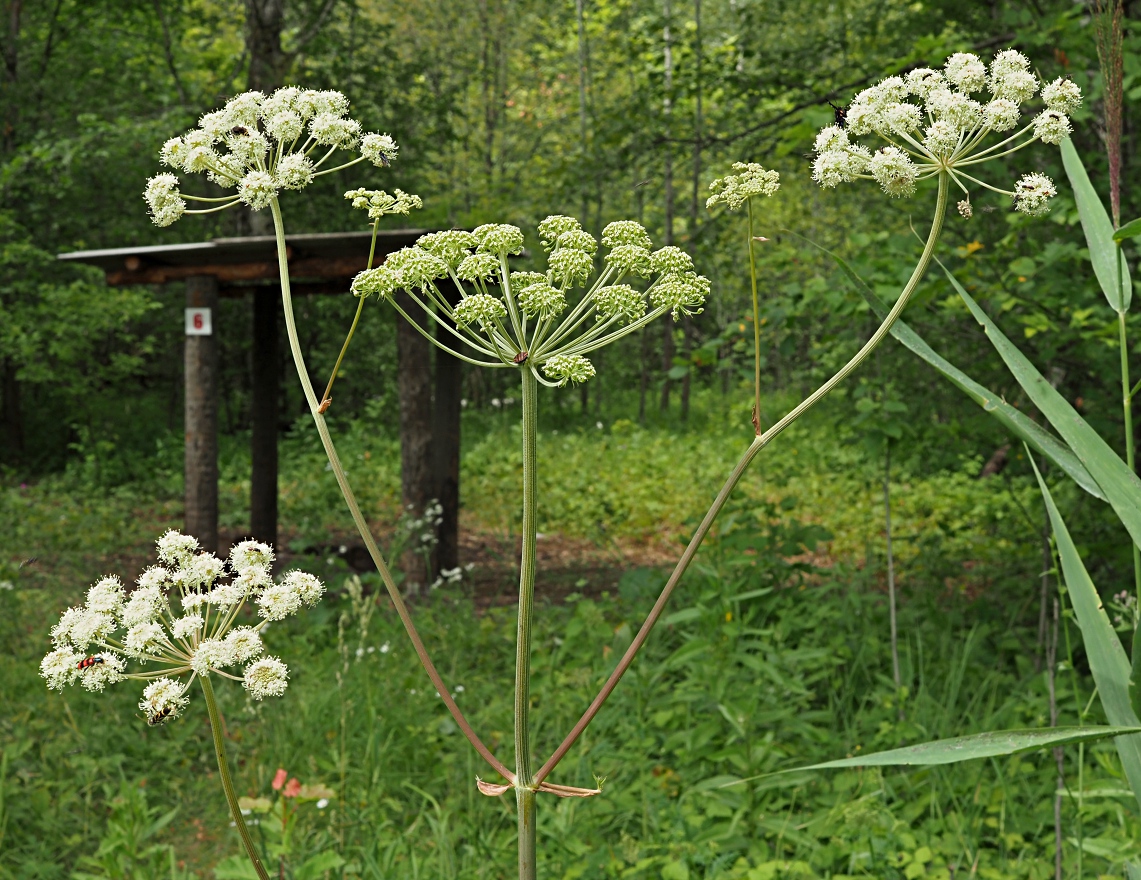 Image of Angelica sylvestris specimen.