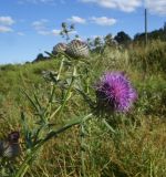 Cirsium polonicum. Верхушка цветущего растения. Тульская обл., Куркинский р-н, с. Грибоедово, берег реки, луг на склоне. 29 июля 2024 г.