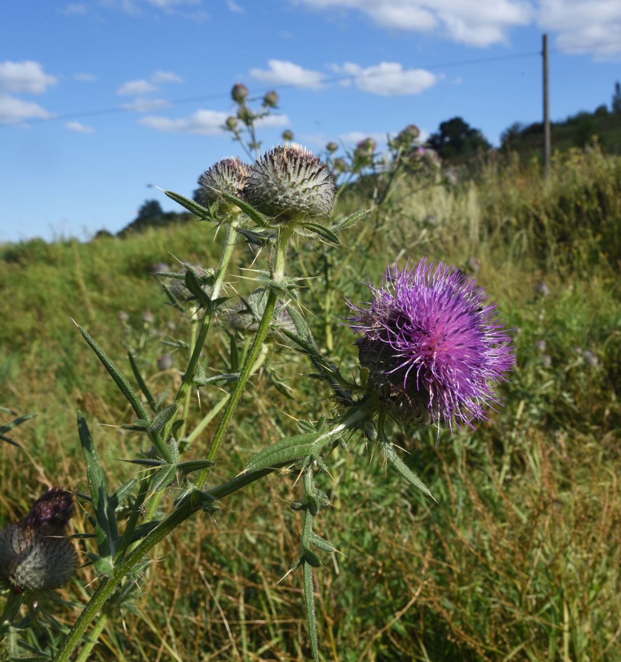 Изображение особи Cirsium polonicum.