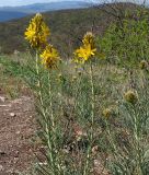 Asphodeline lutea. Цветущее растение. Крым, гора Агармыш. 14.04.2024.