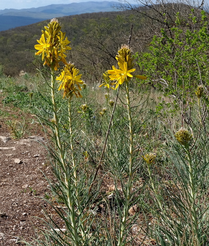 Изображение особи Asphodeline lutea.