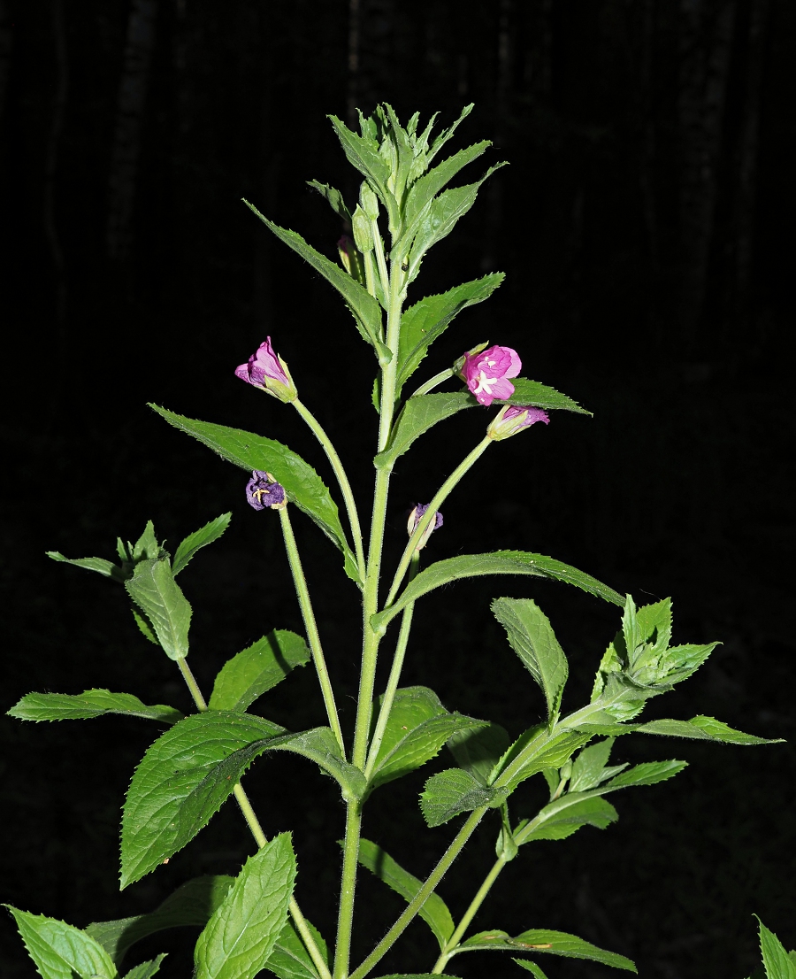 Image of Epilobium hirsutum specimen.