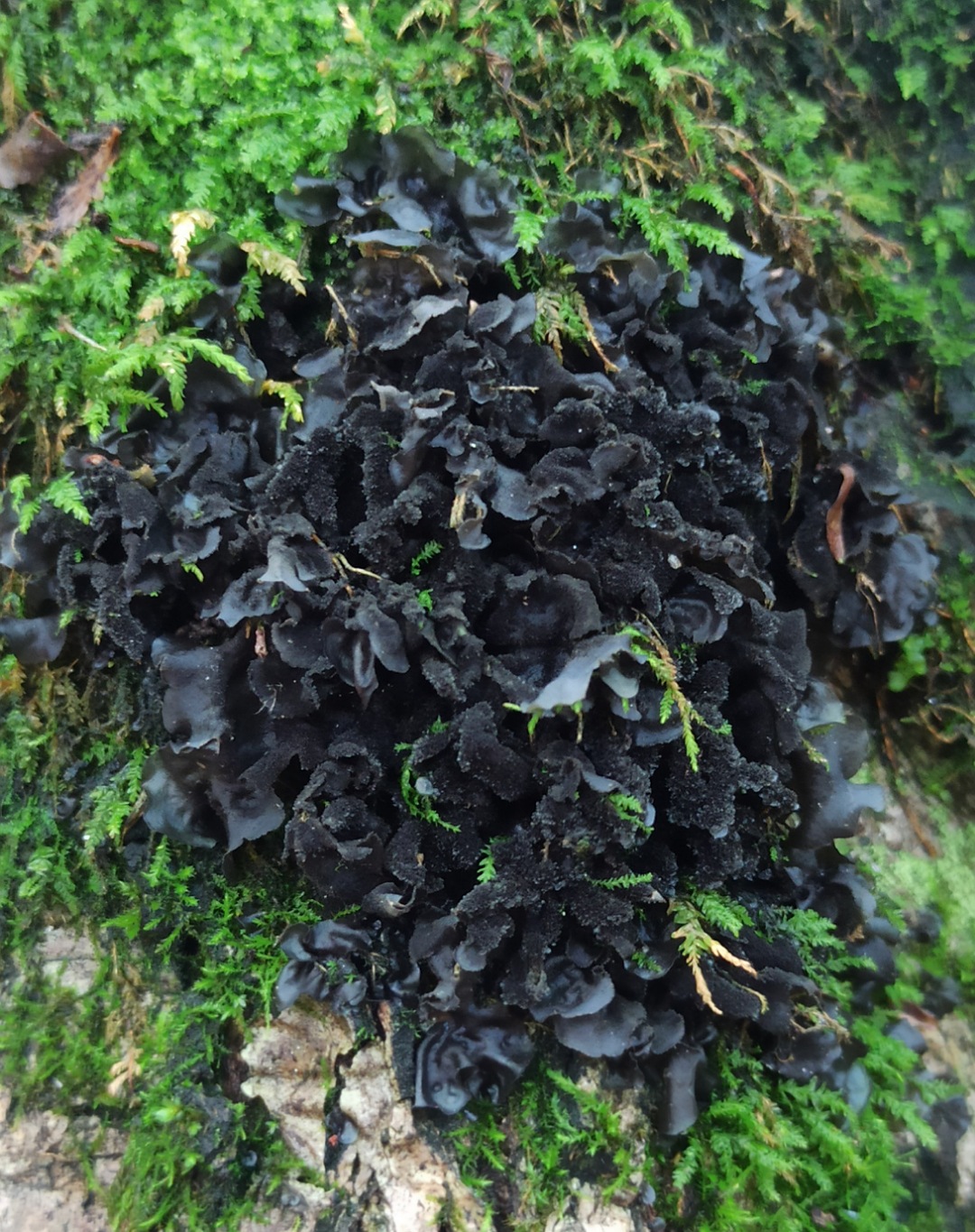 Изображение особи Leptogium cyanescens.