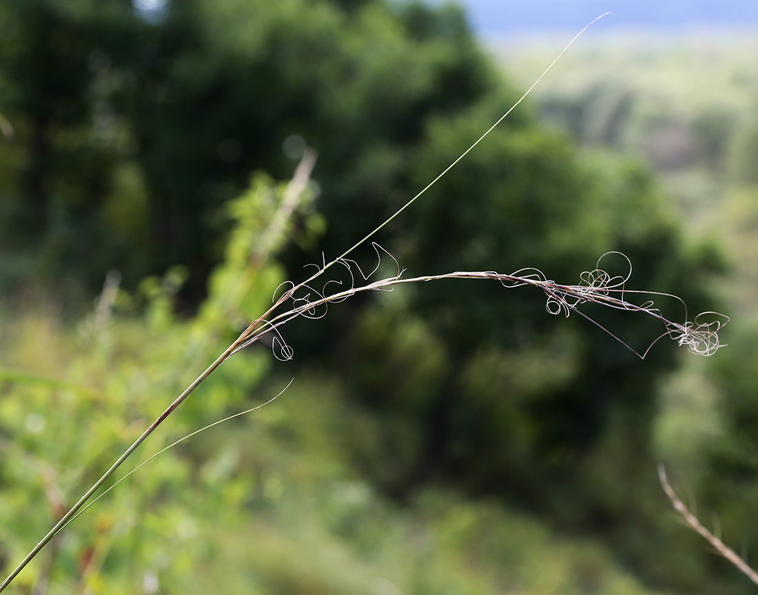 Image of Stipa baicalensis specimen.