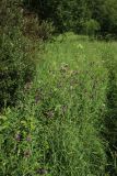 Cirsium heterophyllum