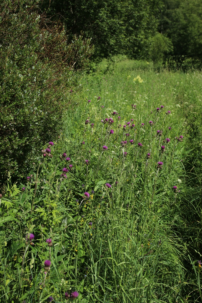 Изображение особи Cirsium heterophyllum.