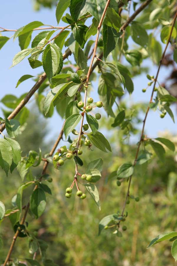 Image of Malus baccata specimen.