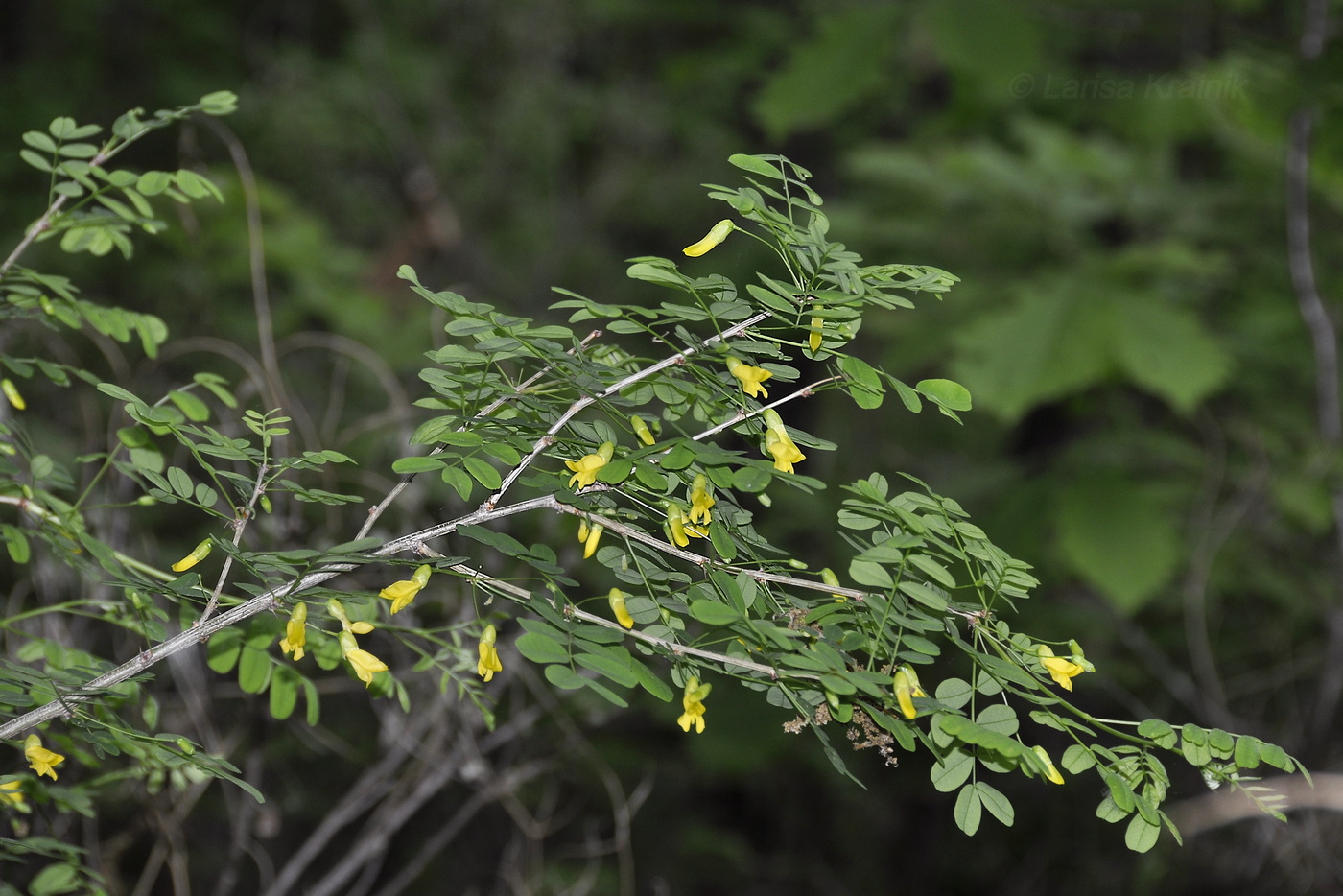 Image of genus Caragana specimen.