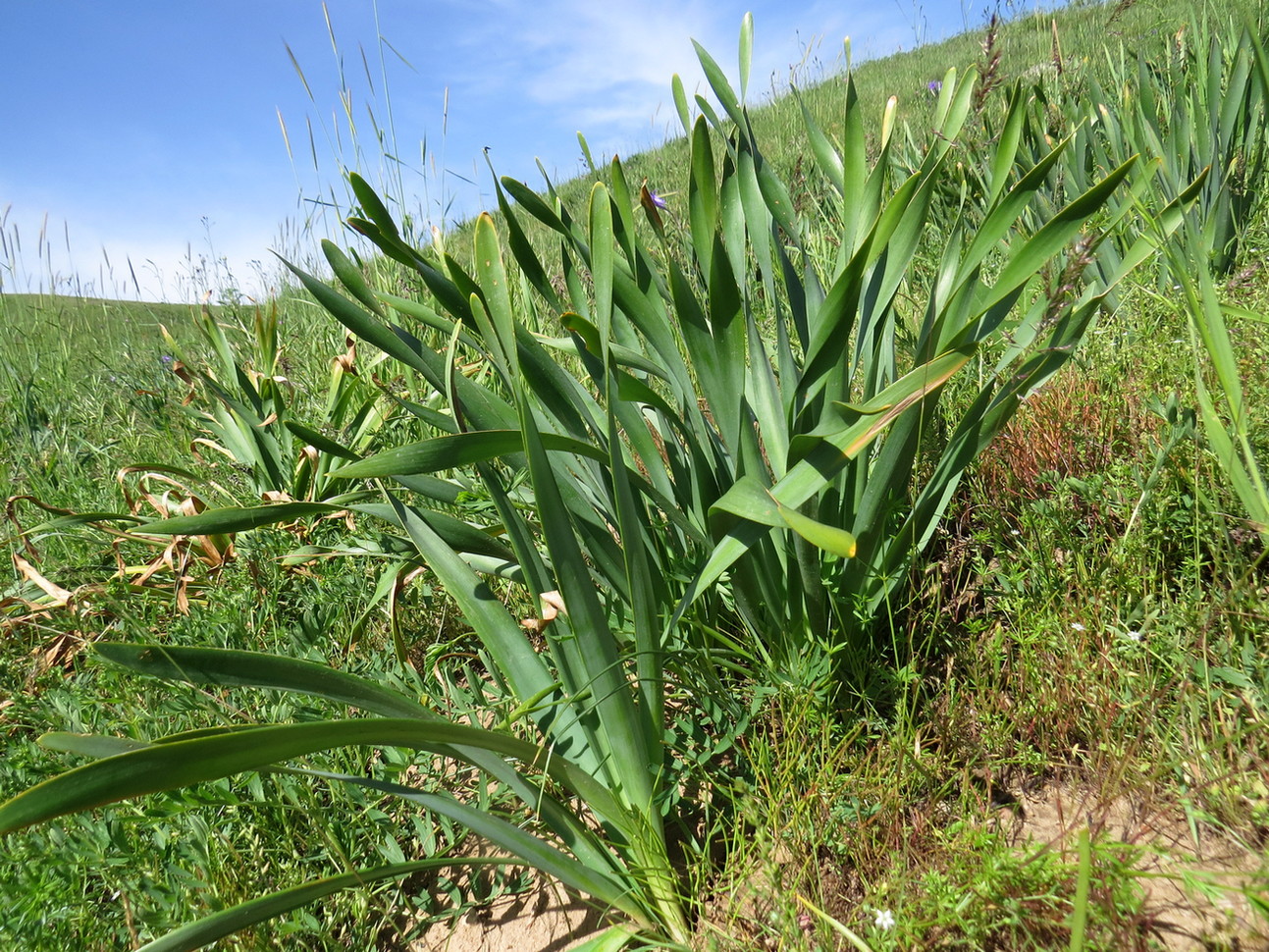 Image of Ungernia sewerzowii specimen.