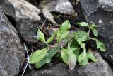 семейство Boraginaceae. Цветущее растение. Таджикистан, Горно-Бадахшанская автономная обл., Рушанский р-н, Рушанский хр., дол. р. Хуфдара, окр. кишл. Хуф, выс. ≈ 2200 м н.у.м., хорошо увлажнённый участок крупноглыбовых скальных обломков у берега реки. 5 июля 2024 г.