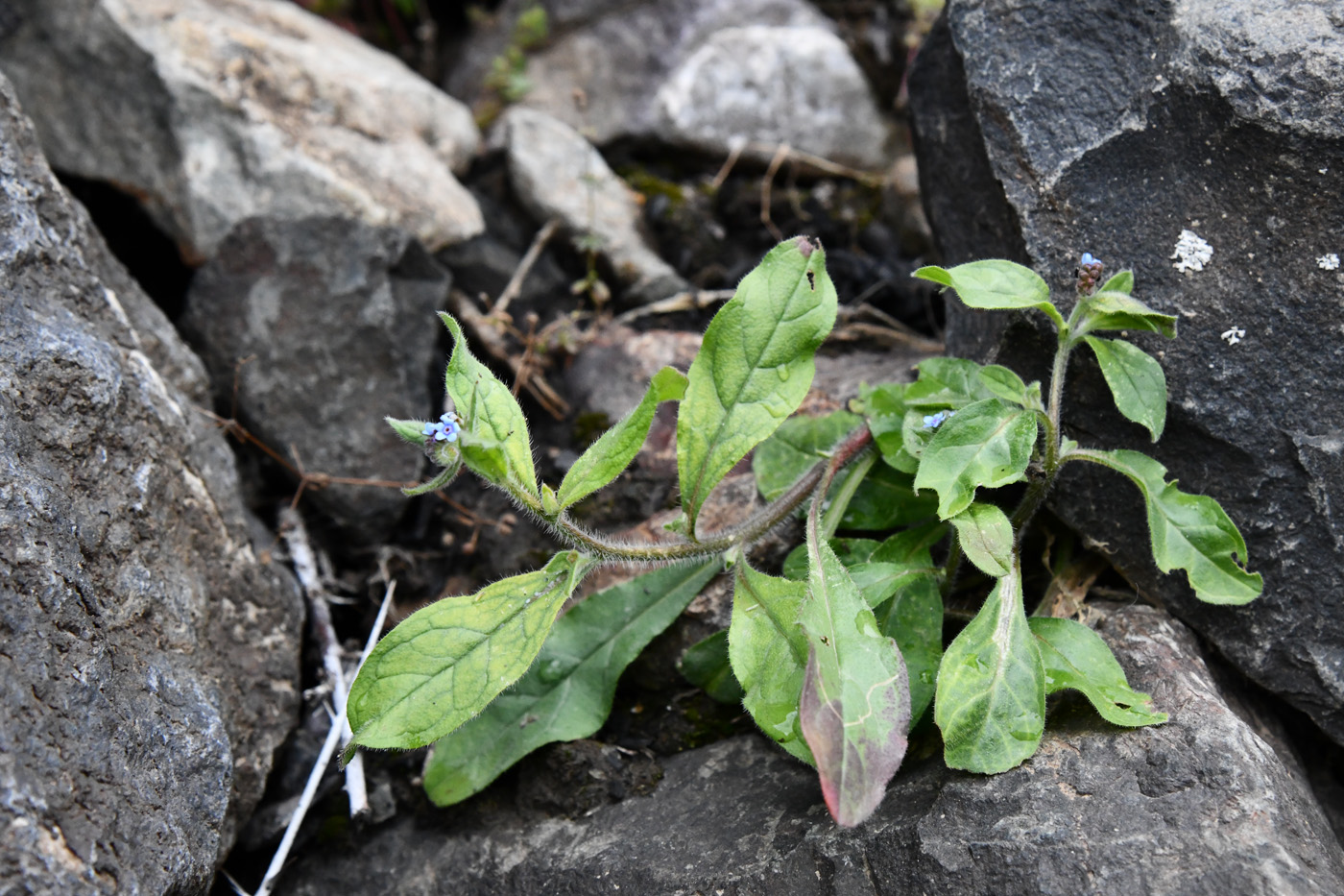 Изображение особи семейство Boraginaceae.