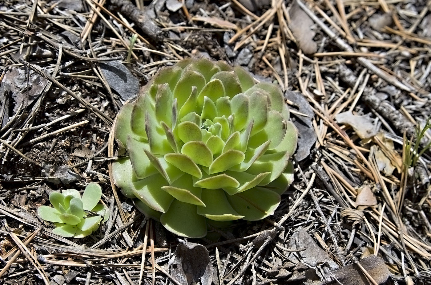 Изображение особи Orostachys malacophylla.