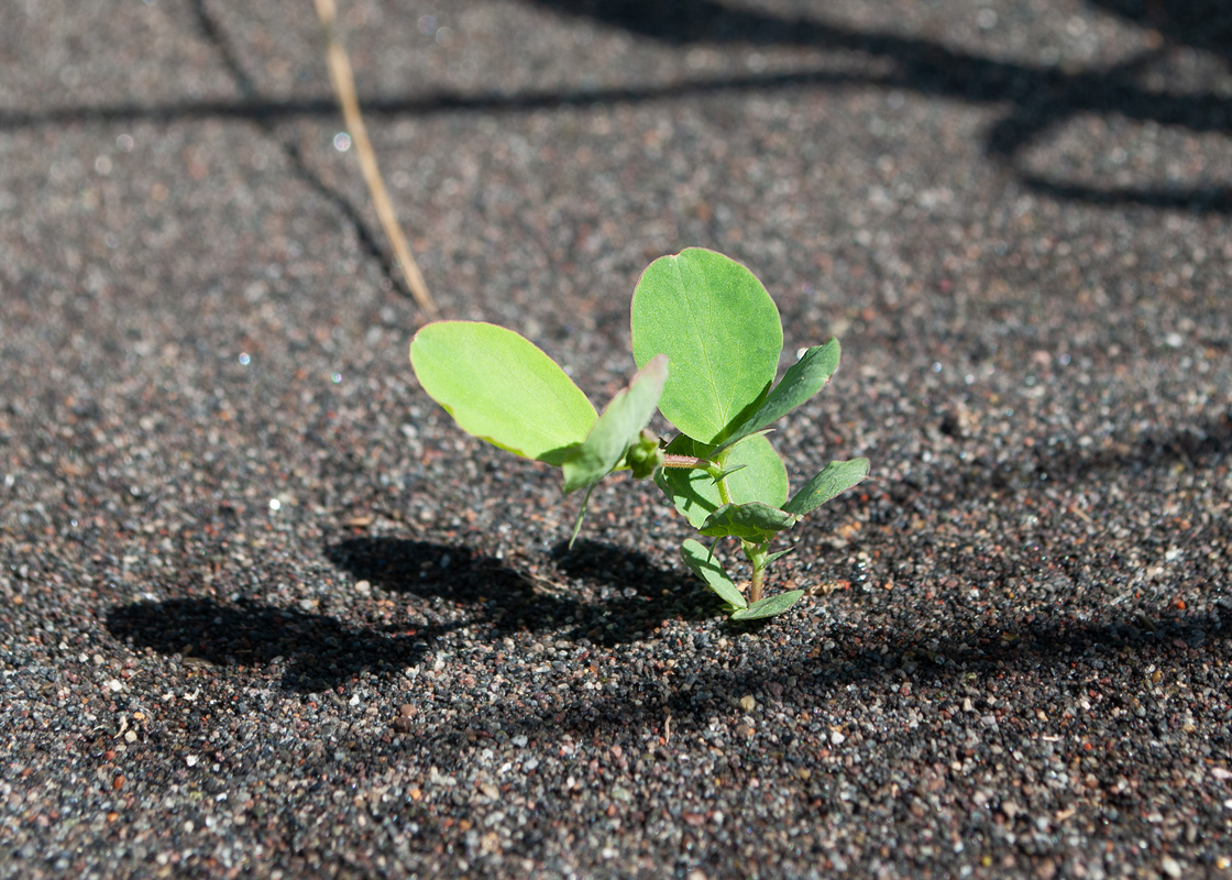 Image of Lathyrus japonicus specimen.