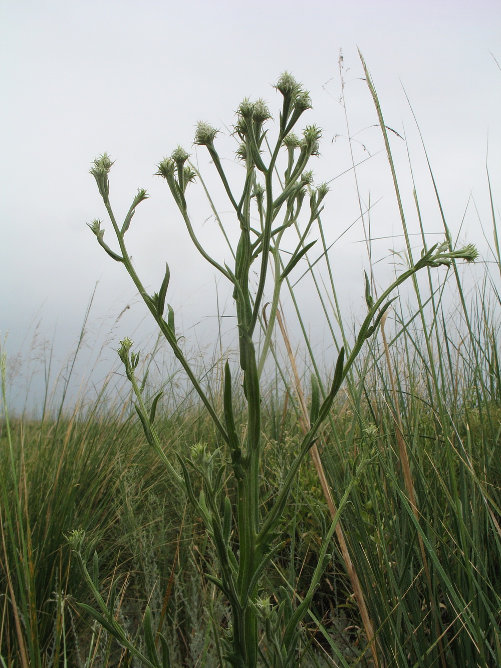 Image of Saussurea robusta specimen.