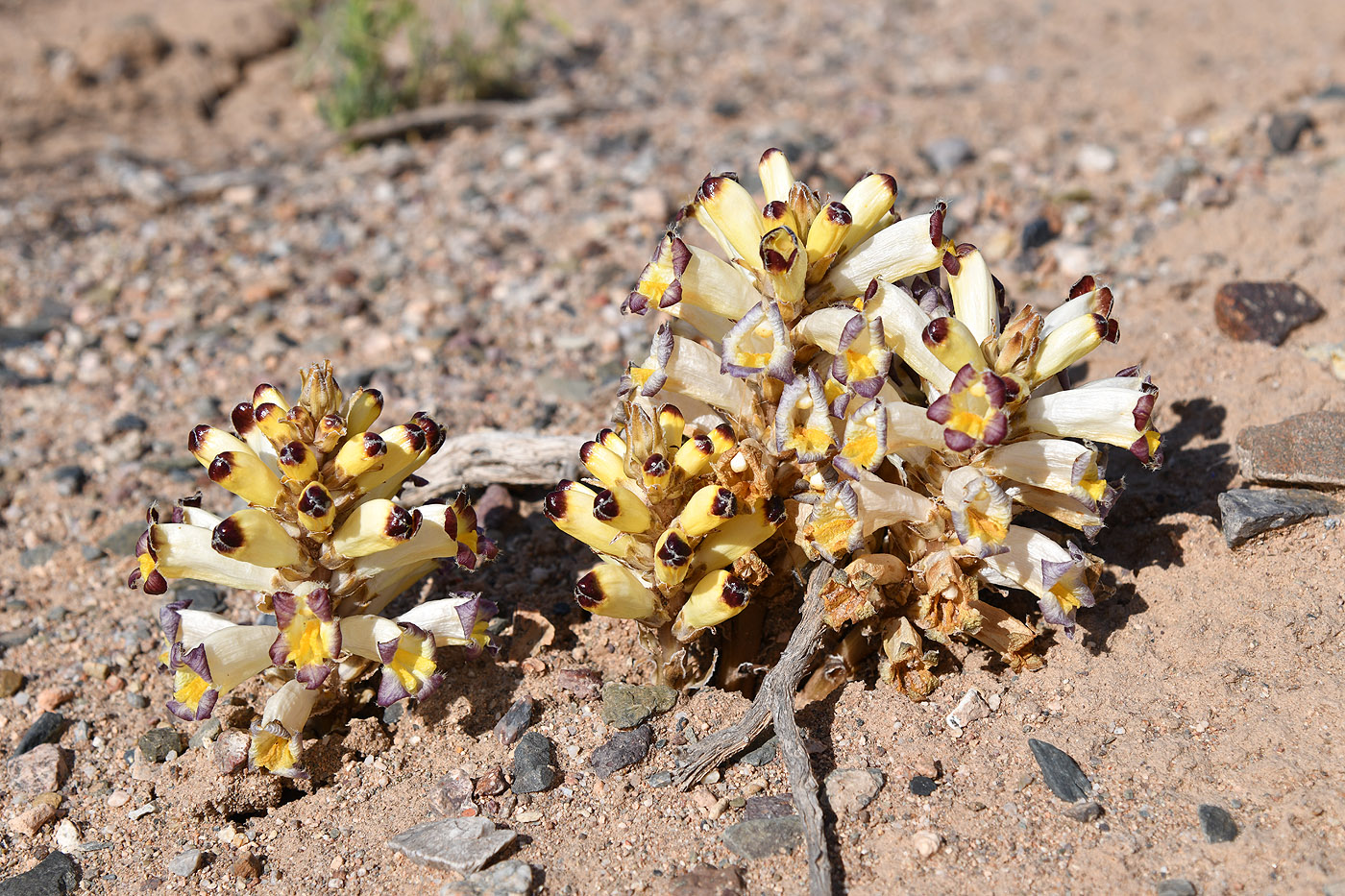 Image of Cistanche salsa specimen.