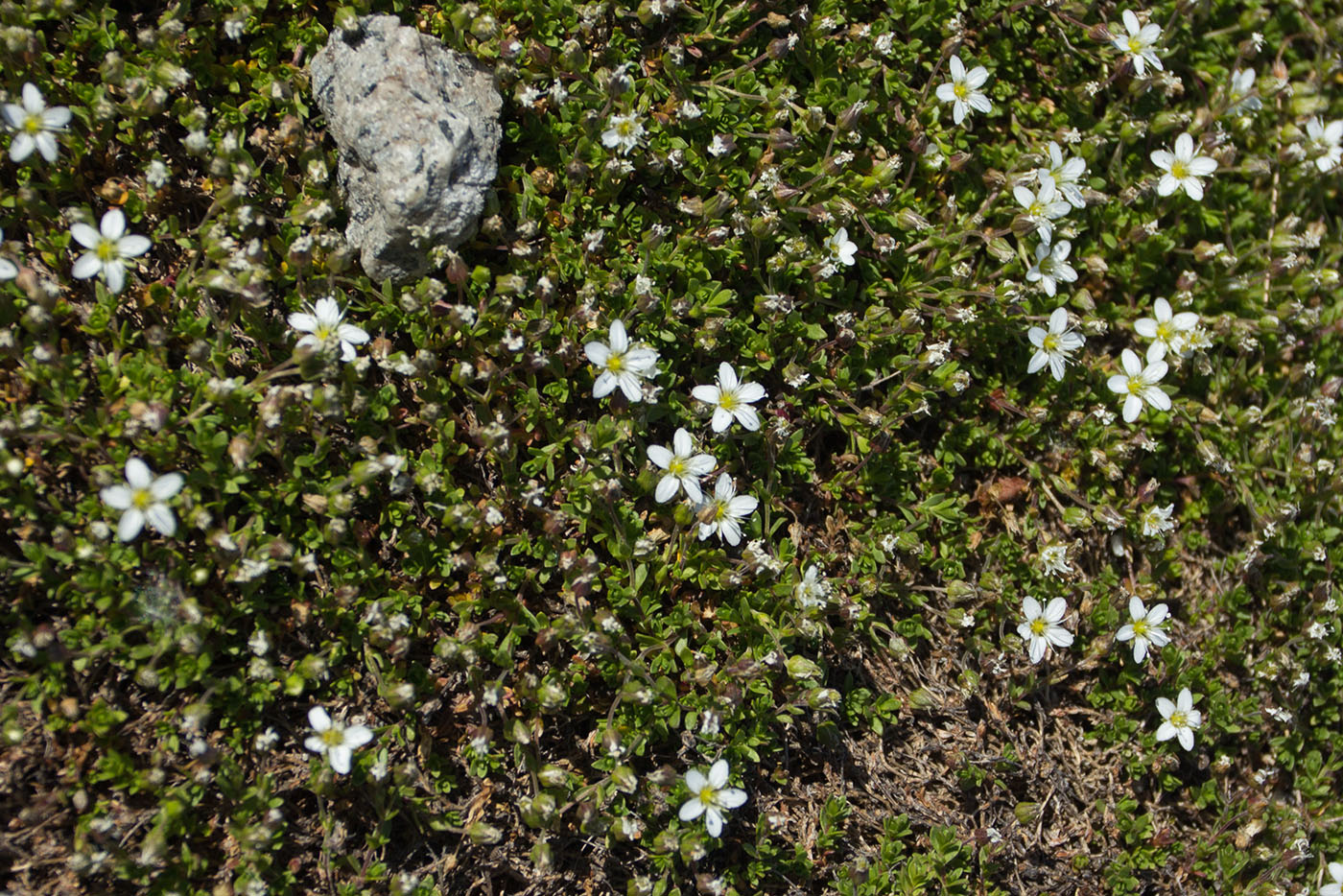 Image of Arenaria pseudofrigida specimen.