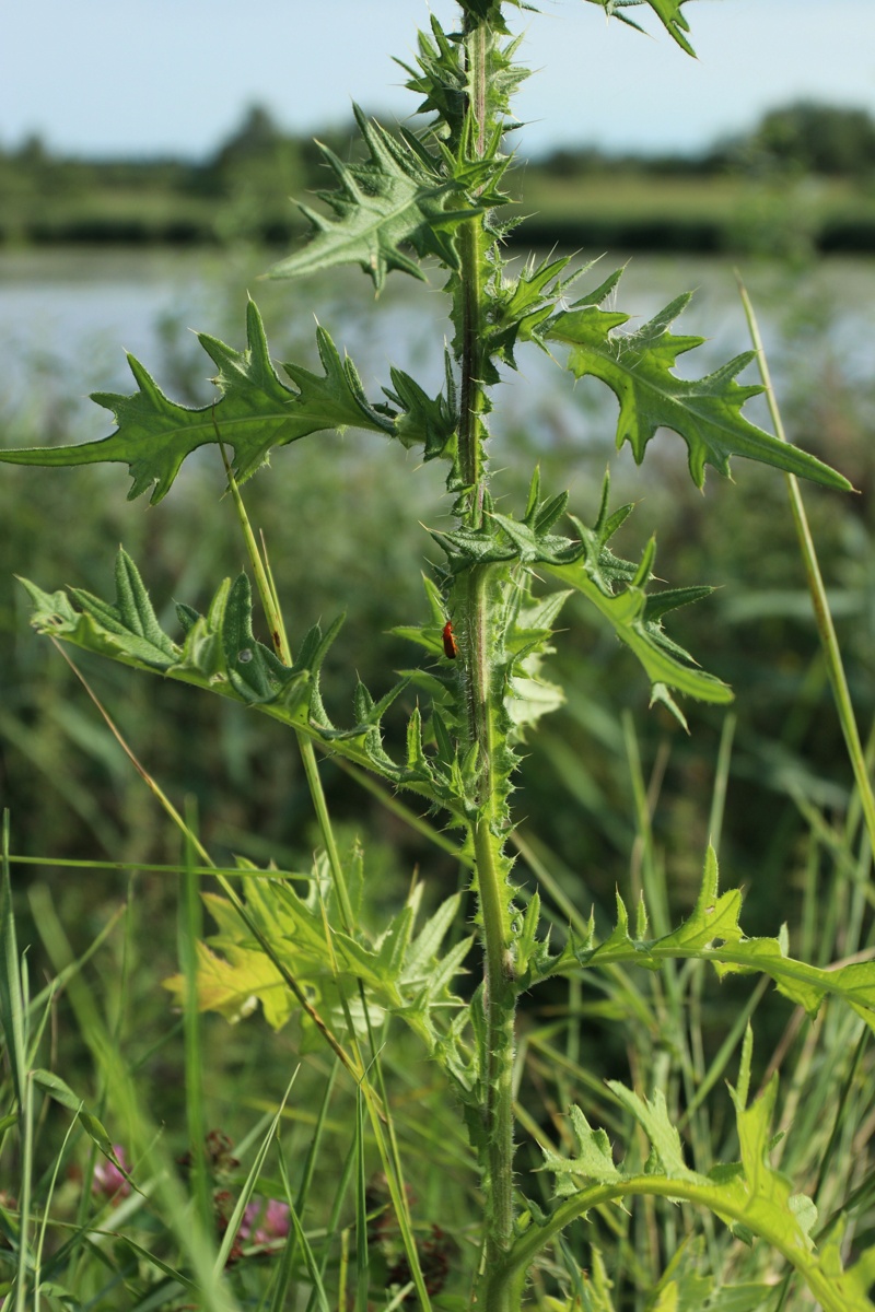 Image of Cirsium vulgare specimen.