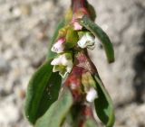 Polygonum aviculare. Цветки. Коми, Сыктывдинский р-н, окр. пос. Еляты, край силосной ямы, участок торфа с опилками. 27.08.2021.