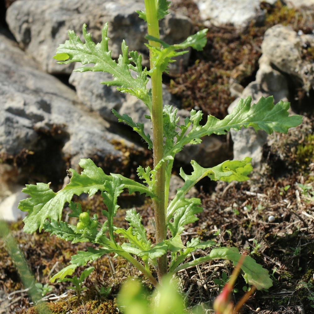 Image of Senecio vulgaris specimen.