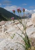 View full-size image Erigeron uniflorus