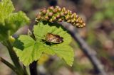 View full-size image Ribes mandshuricum