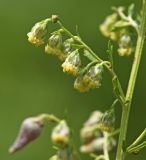 View full-size image Artemisia freyniana