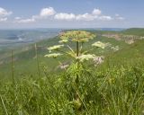View full-size image Agasyllis latifolia