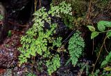 View full-size image Adiantum capillus-veneris